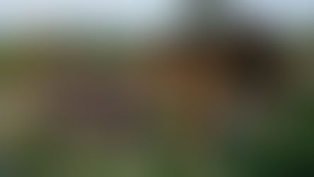 The 10 Animals I built the Most for in Planet Zoo