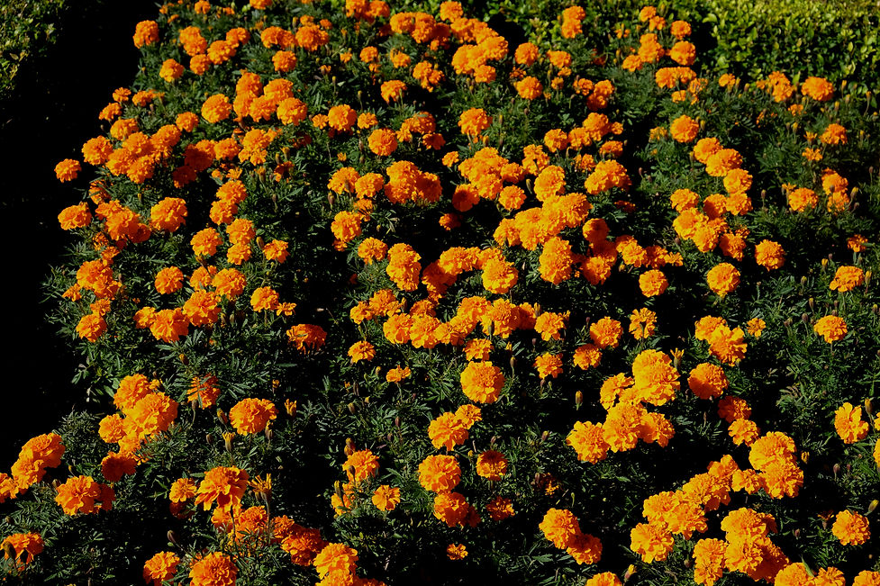 a field full of orange flowers next to a lush green field_edited.jpg