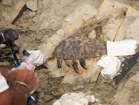 A dinosaur bone being dug up