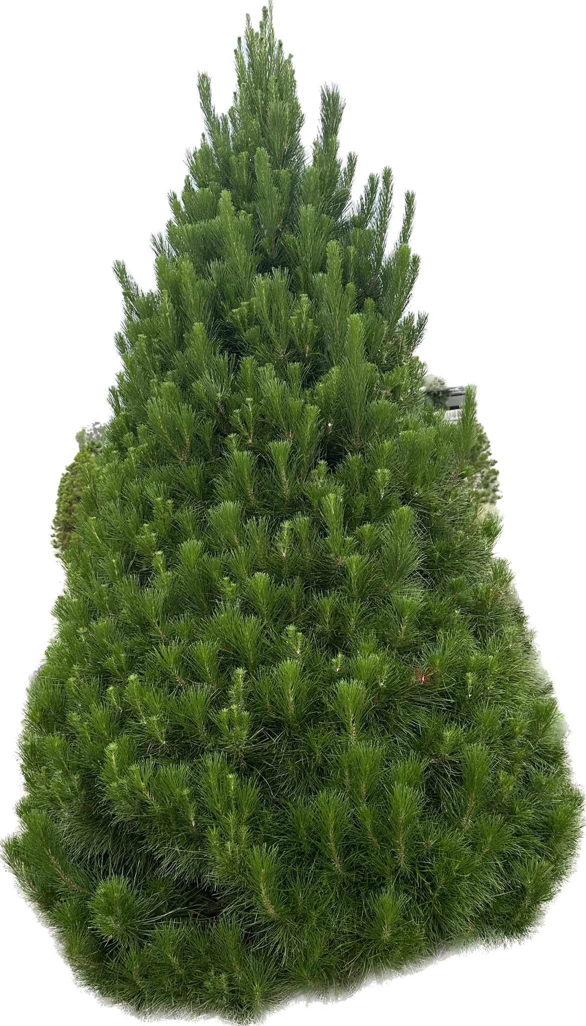 new-6ft-christmas-tree