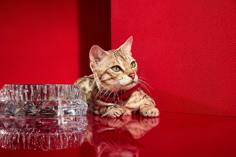 Discover Baccarat's Louxor Collection, the epitome of luxury for your cherished companions. From intricately designed diamond-cut crystal pet bowls to elegant red leather collars and leashes adorned with Baccarat’s signature brilliance, these exquisite pieces combine comfort and refinement to celebrate the timeless bond with your four-legged treasures.