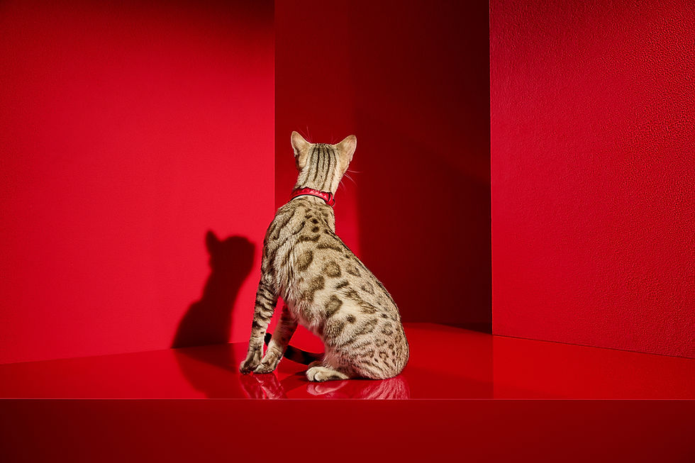 Discover Baccarat's Louxor Collection, the epitome of luxury for your cherished companions. From intricately designed diamond-cut crystal pet bowls to elegant red leather collars and leashes adorned with Baccarat’s signature brilliance, these exquisite pieces combine comfort and refinement to celebrate the timeless bond with your four-legged treasures.