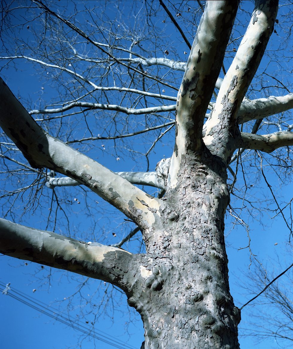 trees14