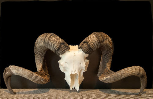 Ram 01 | The Antler Co.