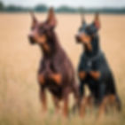one Red and one Black doberman with cropped ears standing in field.jpg