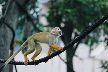 vaccin-singe-saimiris.jpeg