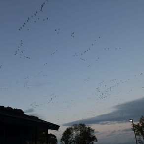 【マガン情報】10/2（土）