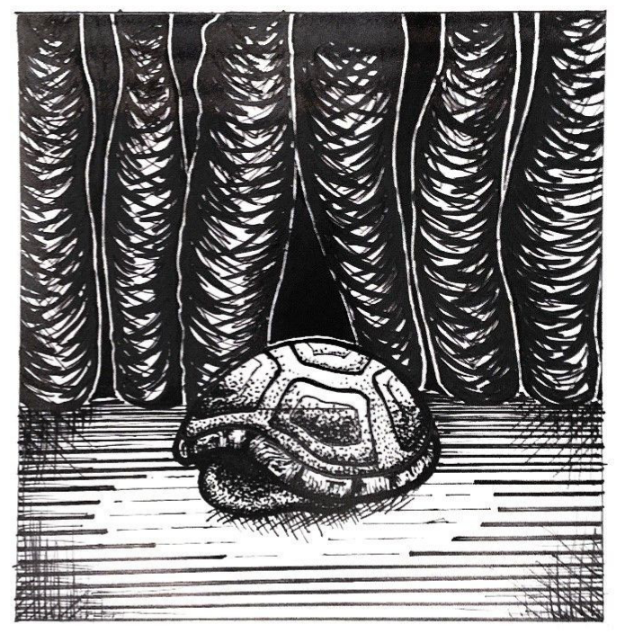 Isabella Mills, Ink Illustration, 2020