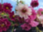 Thumbnail: The Backyard Bouquet Garden~ The Prairie Romance Palette