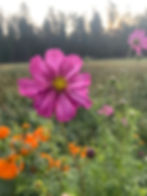 Thumbnail: The Backyard Bouquet Garden~ The Prairie Romance Palette