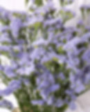 Thumbnail: The Backyard Bouquet Garden~ The Prairie Romance Palette