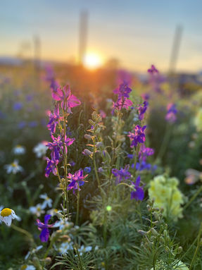 Larkspur in the morning sun