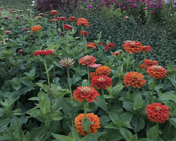 Zinnias standing at attention