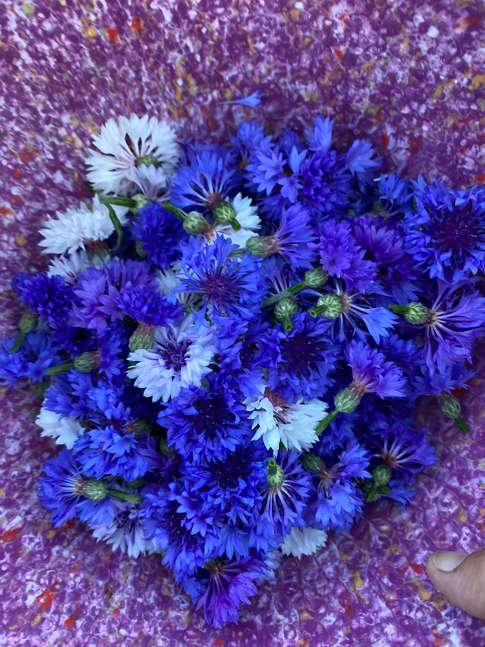 Thumbnail: LARGE Edible Flowers