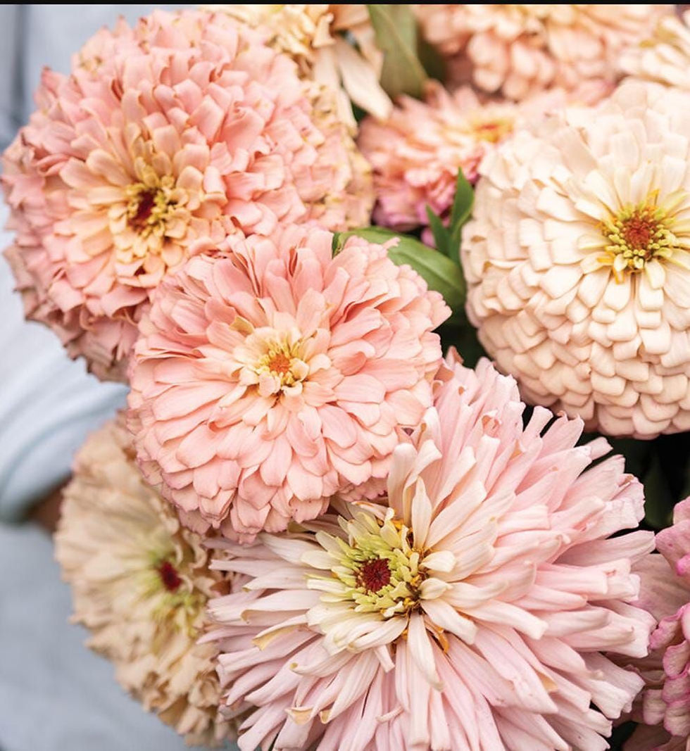 Thumbnail: The Backyard Bouquet Garden~ The Prairie Romance Palette