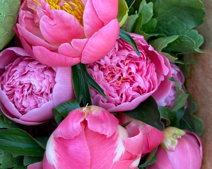 Peony CSA