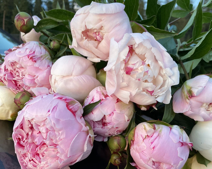 Mixed peony bunches going to customers
