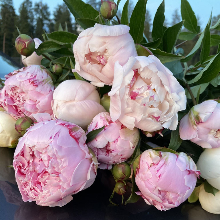 Mixed peony bunches going to customers