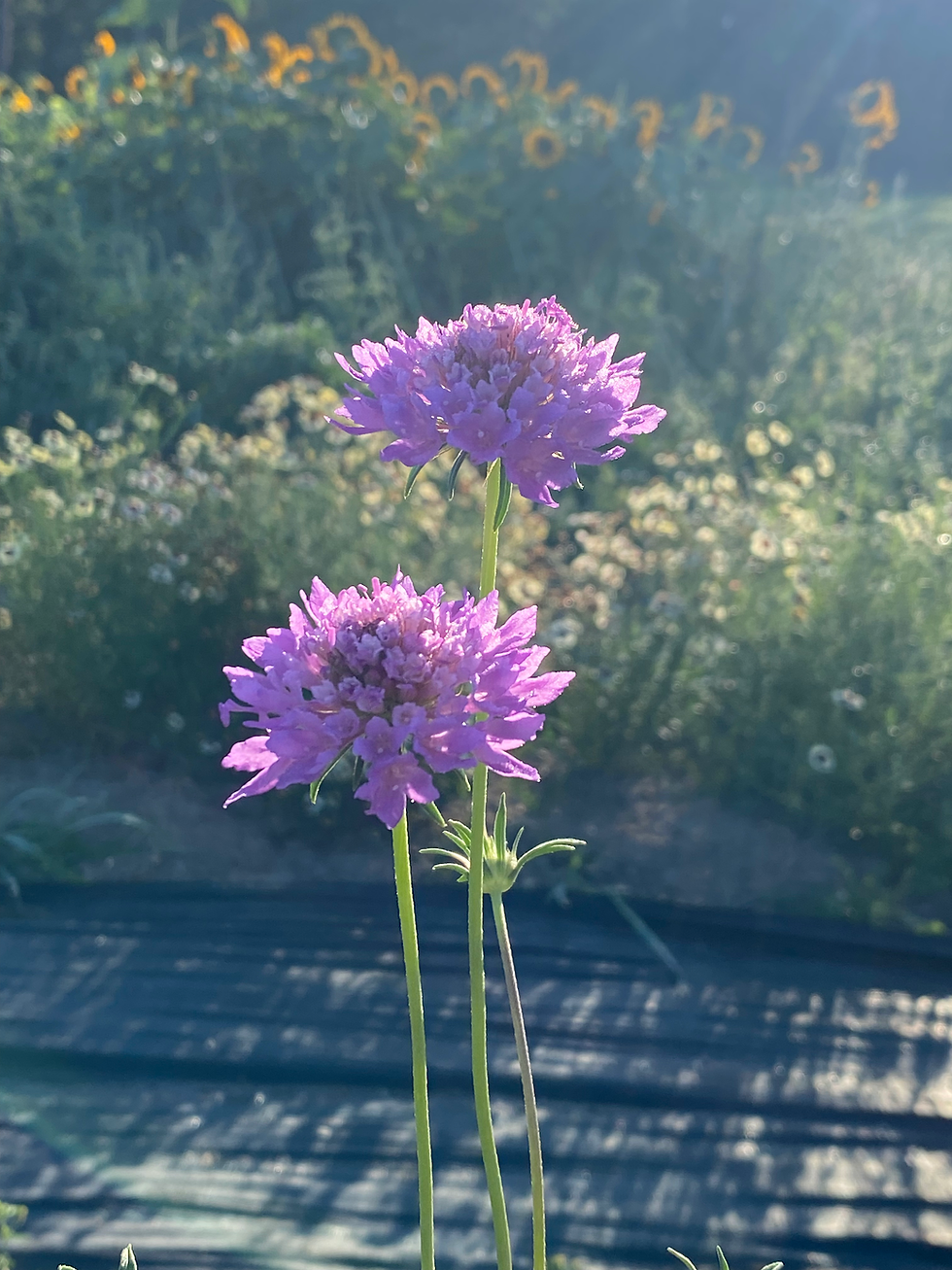 Scabiosa