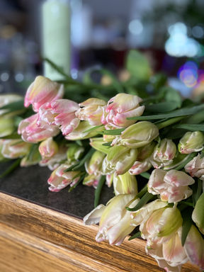 Dreamer tulips