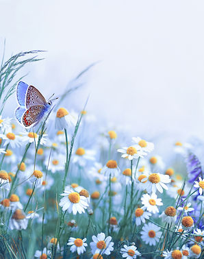 Beautiful wild flowers chamomile, purple wild peas, butterfly in morning haze in nature cl