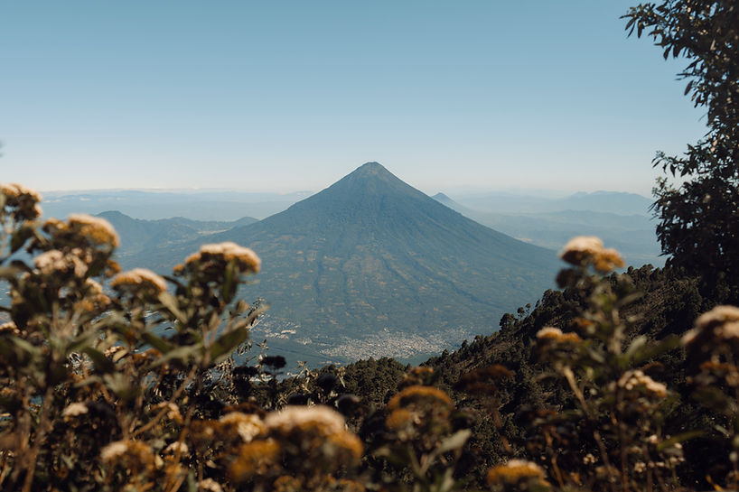 view of Guatemalan volcano with flowers in foreground from Acatenango trail