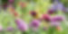 wild flowers.jpg