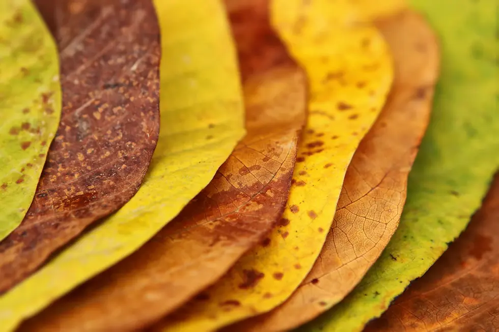 The Role of Leaf Filters in Maintaining Clean Gutters