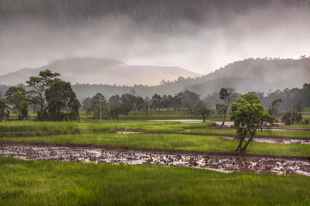 Clever Approaches to Rainwater Management Systems: Best Practices for a Resilient Home