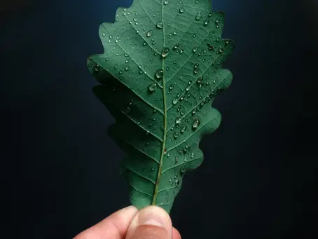 Protecting Your Home from Water Damage: The Leaf Filter Advantage