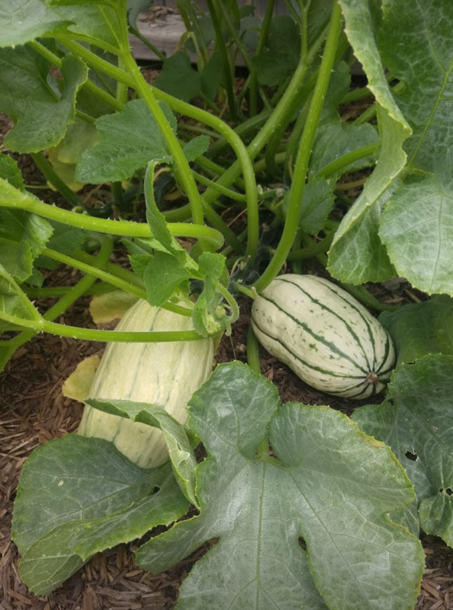 Delicata Squash