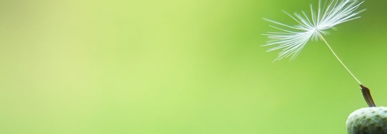 Foto_Pusteblume_beschnitten_gespiegelt2.jpg