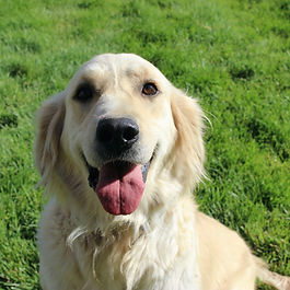 Nebraska's Reighn | Golden Retriever | Dirt Road Dogs