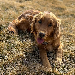 Autumn Miller | Golden Retriever | Dirt Road Dogs