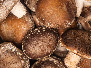 Shiitake Mushroom