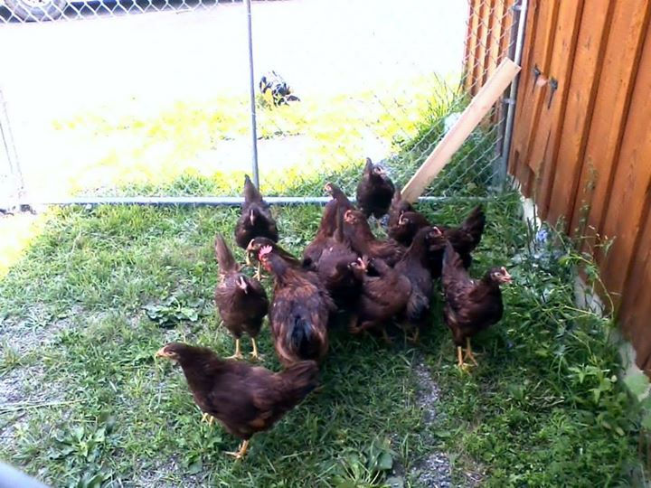 The new girls first day outside.jpg Pens are all up.jpg Now to cover them with netting to keep the