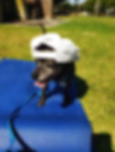 <img src="20191007_120103-01.jpeg" alt="a small black dog wearing a white cap backwards sitting on a blue yoga mat panting">