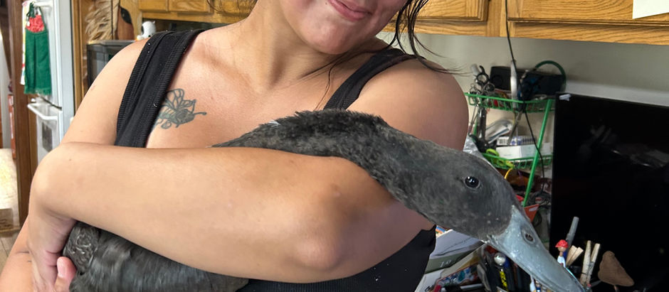 A Happy Ending—and More Ducks Waiting for Homes