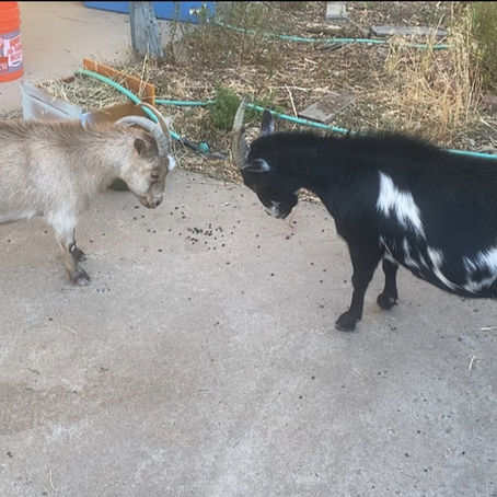 New Home, New Friend