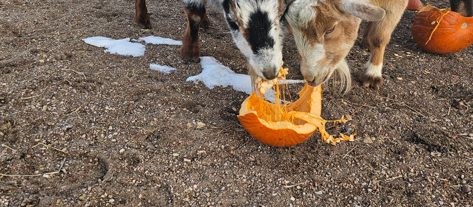 Pumpkin Chunkin at Edwards