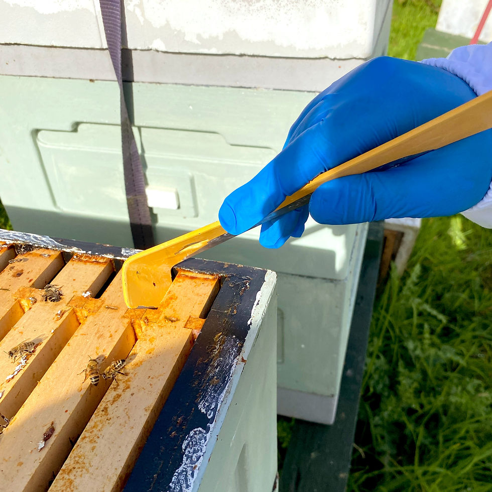 Thumbnail: Multi-Function Stainless Steel Hive Tool