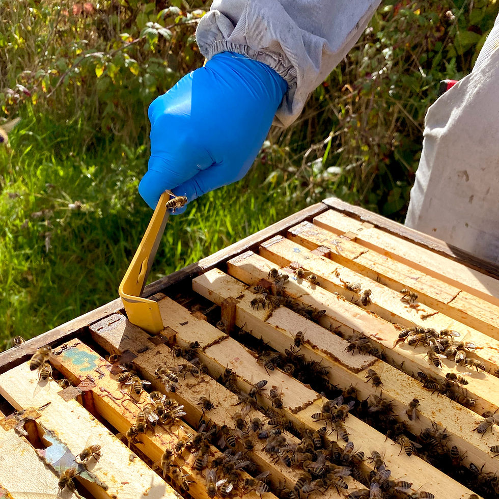 Thumbnail: Multi-Function Stainless Steel Hive Tool