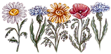 Watercolour illustration of wildflowers.