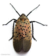 lanternfly.jpeg