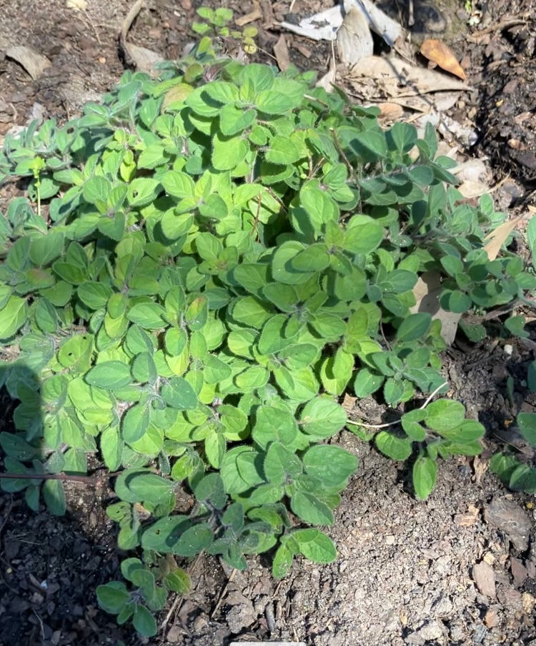 Thumbnail: Oil of Oregano