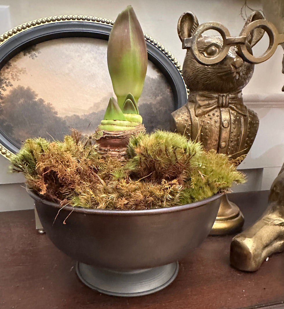 One Amaryllis bulb in Fable Compote