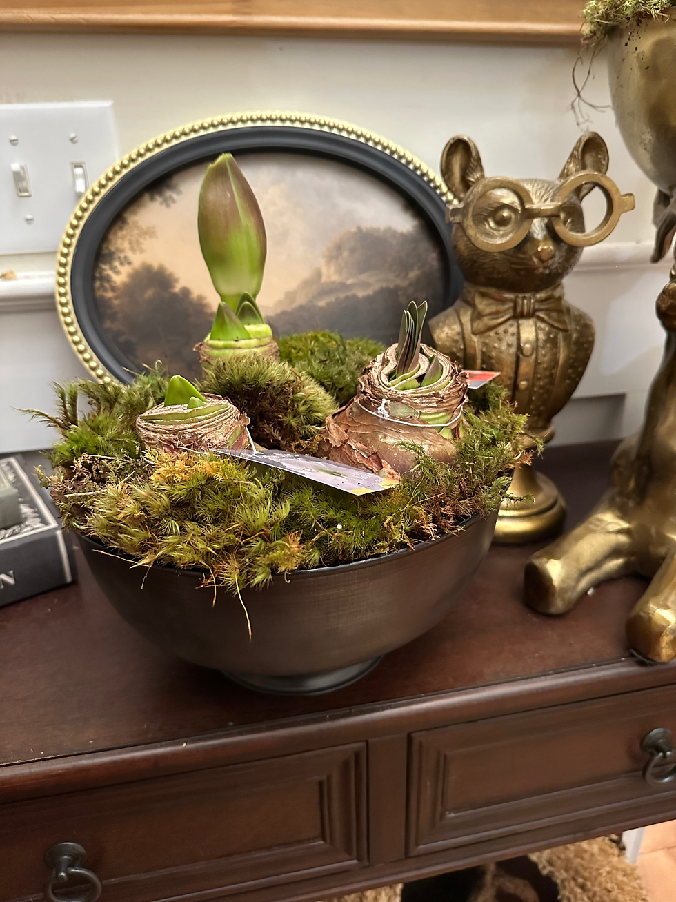 Fable Compote with 3 Amaryllis