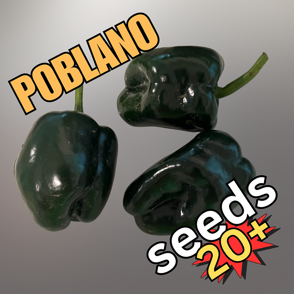 Poblano Ancho pepper seeds – 20+ seeds per pack from Harmony Springs Farm
