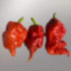 Caramel Tiberius Mauler peppers - 1/2 lb box - Harmony Springs Farm