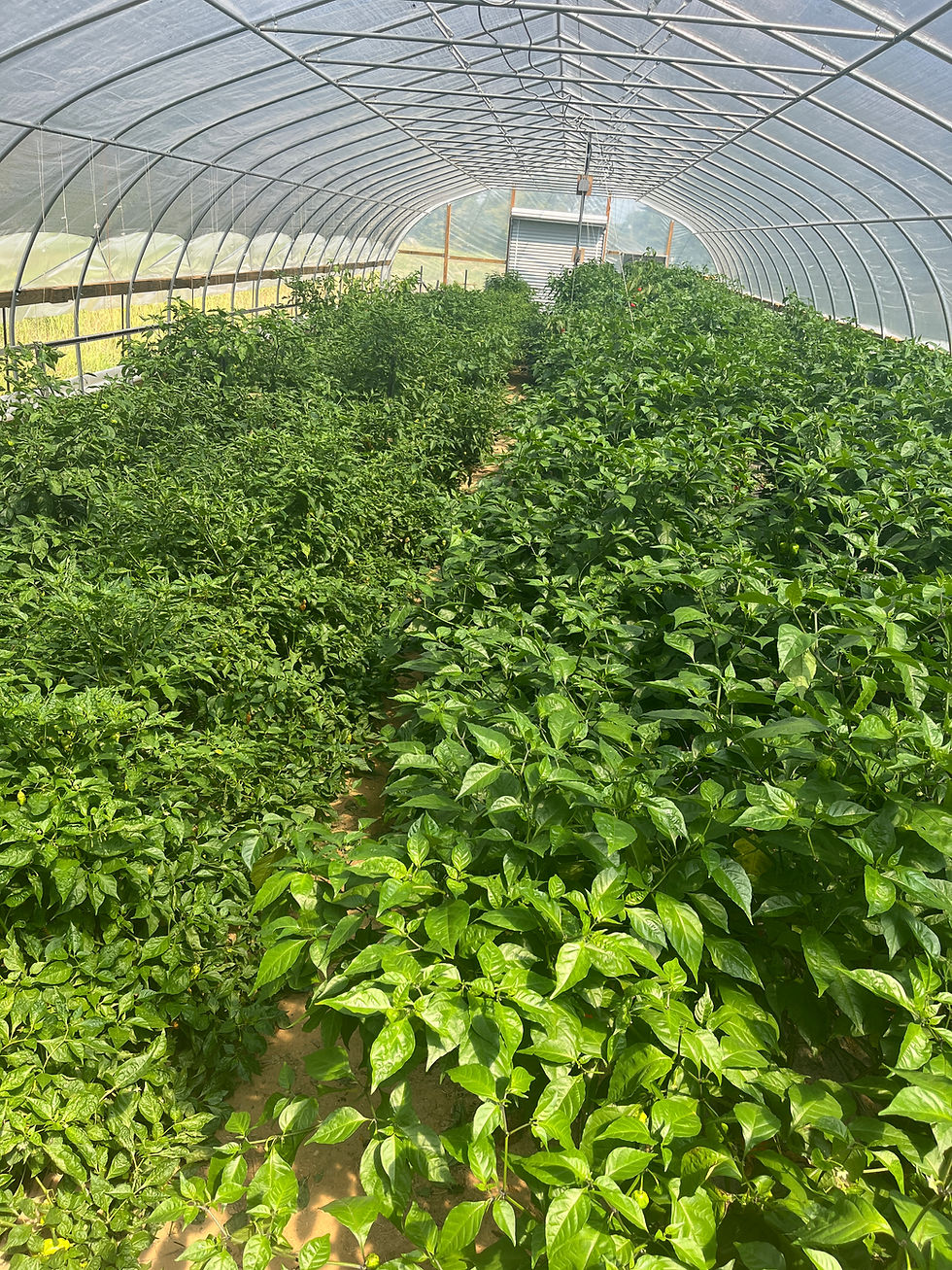 High tunnel at Harmony Springs Farm keeping peppers growing after frost.